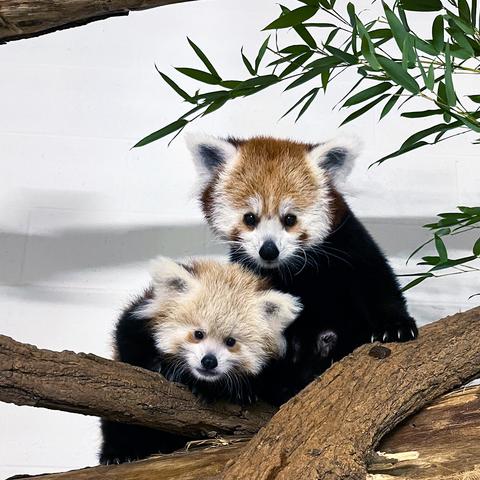 Description Provided by @NationalZoo: 
The Smithsonian's National Zoo and Conservation Biology Institute's red panda mom Keahi (right) and her 3-month-old daughter (left). The pair live at the Zoo's conservation facility in Front Royal, VA. (Jessica Kordell/Smithsonian)