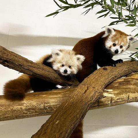 Description Provided by @NationalZoo: 
The Smithsonian's National Zoo and Conservation Biology Institute's red panda mom Keahi (right) and her 3-month-old daughter (left). The pair live at the Zoo's conservation facility in Front Royal, VA. (Jessica Kordell/Smithsonian)