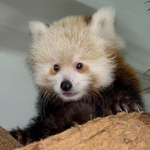 Description Provided by @NationalZoo: 
The Smithsonian's National Zoo and Conservation Biology Institute's 3-month-old red panda cub lives at the Zoo's conservation facility in Front Royal, VA. (Jessica Kordell/Smithsonian)