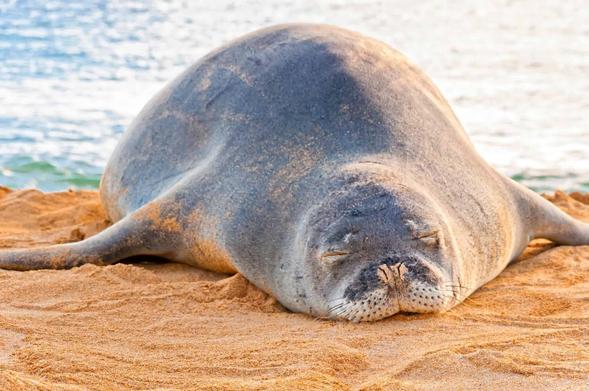 dangerous animals in hawaii