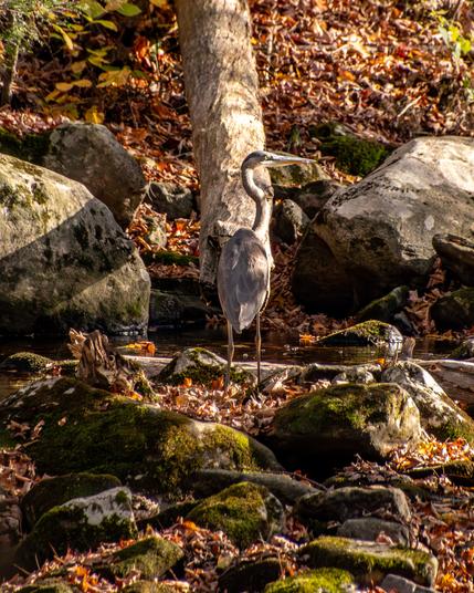 In wooded area on mostly dried out stream bed with large rocks and boulders, a great blue heron stands at the center, looking to the right