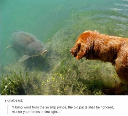 Foto von einem Hund und einem Fisch, die einander ansehen. Der Hund steht an einem See und guckt ins Wasser, der Fisch guckt entsprechend raus. 
Text:  “I bring word from the swamp prince, the old pacts shall be honored, muster your forces at first light... "
Übersetzung: Ich bringe eine Botschaft vom Sumpfprinzen: Die alten Pakte sollen eingehalten werden. Versammelt eure Streitkräfte bei Tagesanbruch.