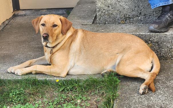 Golden lab lying next to a cement step.