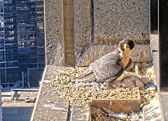 A female peregrine falcon protecting three baby peregrine falcons in a nest on a sky scraper in Melbourne from the morning sun
