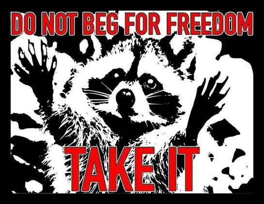 Raccoon "do not beg for freedom take it"