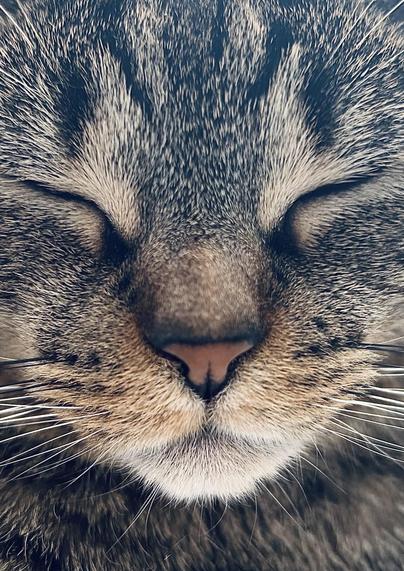 close up view of my tabby cat frankie while she sleeps