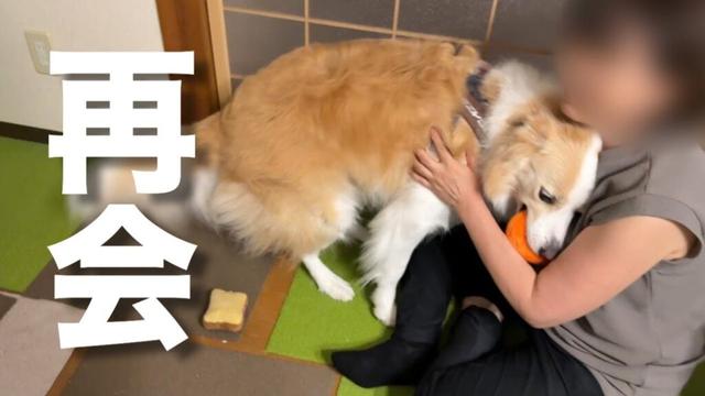 半年ぶりの再会で号泣しながら離れようとしない犬...【ボーダーコリー・ゴールデンレトリバー】