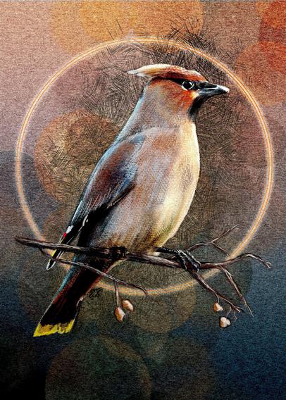 Illustration of a Cedar Waxwing perched on a branch. Behind the bird is a tan paper texture with a blue gradient at the bottom, cross hatching, and a bokeh lighting effect with a double halo of light. Colors are oranges, tans, creams, and blues.