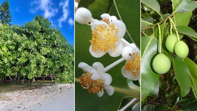 Montage photo en trois volets montrant du Tamanou (Calophyllum inophyllum) à nombreuses étamines jaunes. À droite, les fruits ronds et verts du Tamanou accrochés à des branches feuillues.