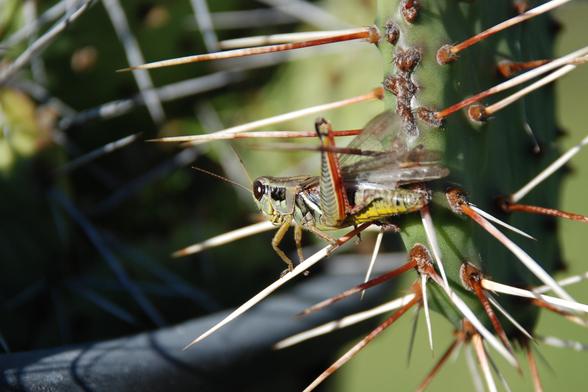 Close-up of a grasshopper that is in among the long, stout thorns of a prickly pear cactus.  The back leg is reddish-orange in color.  Its clear wings are visible above its back.