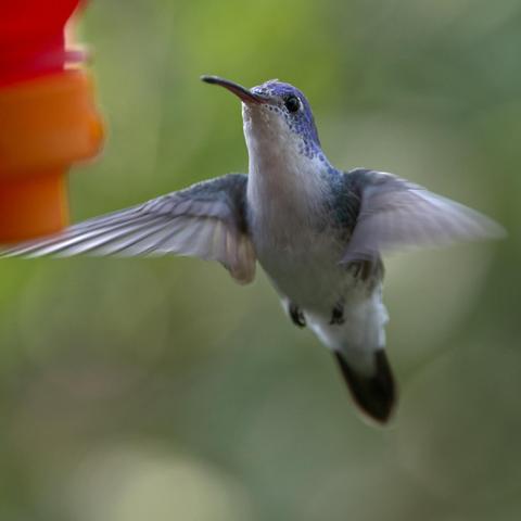 A hummingbird is flying forward to approach the viewer and the feeder.  The underparts of the hummingbird are white while the visible upperparts are blue. This is an Andean Emerald, bluer than many I saw in the area, perhaps because the bird was turned just right to flash that color.  Photo by Peachfront. Huembo, Peru. November 2024.