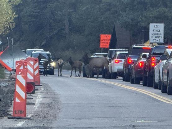 Several elk stand in the middle of the road blocking traffic in both directions on a two lane