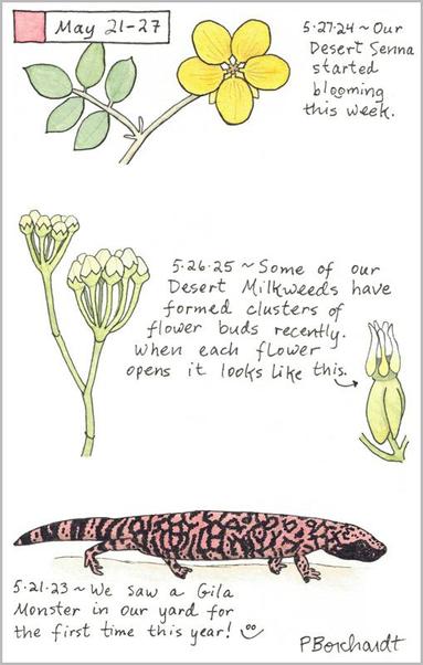 My 2025 Perpetual Journal watercolor and pen art of Desert Milkweed flower buds; my 2024 Perpetual Journal watercolor and pen art of Desert Senna in bloom with a yellow flower; & my 2023 Perpetual Journal watercolor and pen art of a Gila Monster, all in Tucson, AZ.