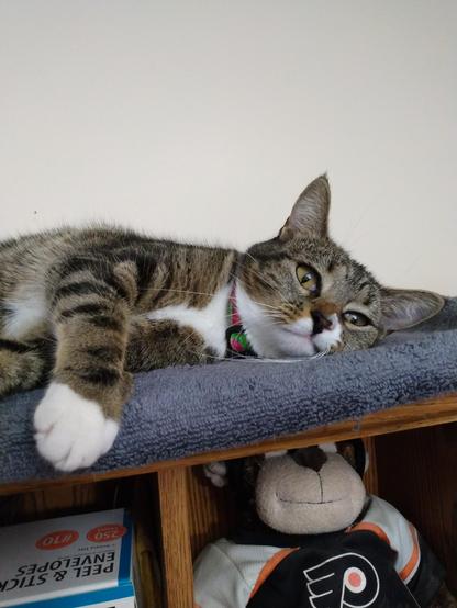 Sweet Pax, our little brown tabby cat with white markings, is getting sleepy as she lies on her side on a grey towel on top of a desk cabinet.  Her amber-colored eyes look dreamy as she stares off into space.  One little white paw is hanging down over the edge of the towel.  A plush toy monkey is in the compartment below her.