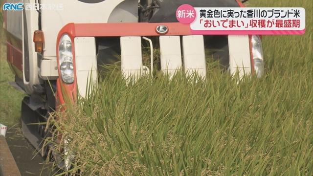香川県のブランド米おいでまい　収穫最盛期