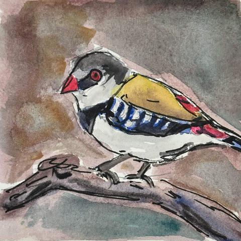A finch with white belly, black wings with white markings, olive green shoulders, gray and white head, red eye, beak and red details on back and butt. The red bits are really more neon coloured than is shown here.
