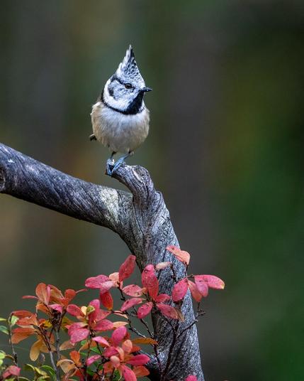 A little Crested Tit perches on a branch with small red autumn leaves below it.  Its body is facing forward, with the head turned slightly to the viewer's right.  The grey crest is pointed sharply upward, indicating alertness.  The bird has black eyes and a tiny black beak, a black "mask," and a black streak down from the lower part of the beak joined to a thin black "scarf" around the neck.  The crest, head, and face are light grey, while the breast is white with faint touches of peach, and the back and wings are soft light brown.  The long brown tail isn't visible in the photograph.

The photographer is Jari Peltomäki.