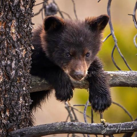 young bear in tree