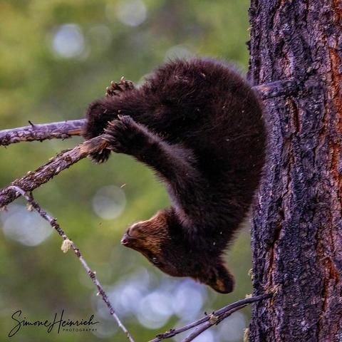 young bear hanging upsidedown in a tree
