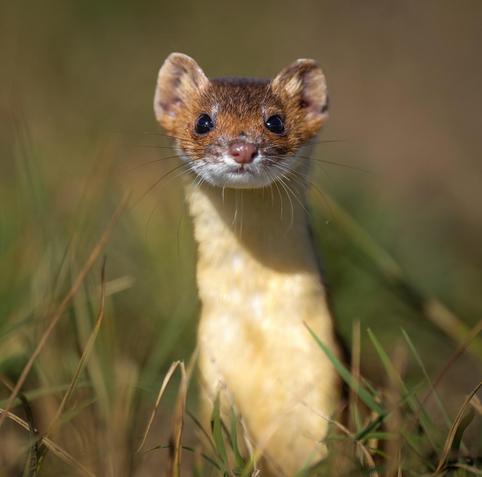 curious weasel looking at camera