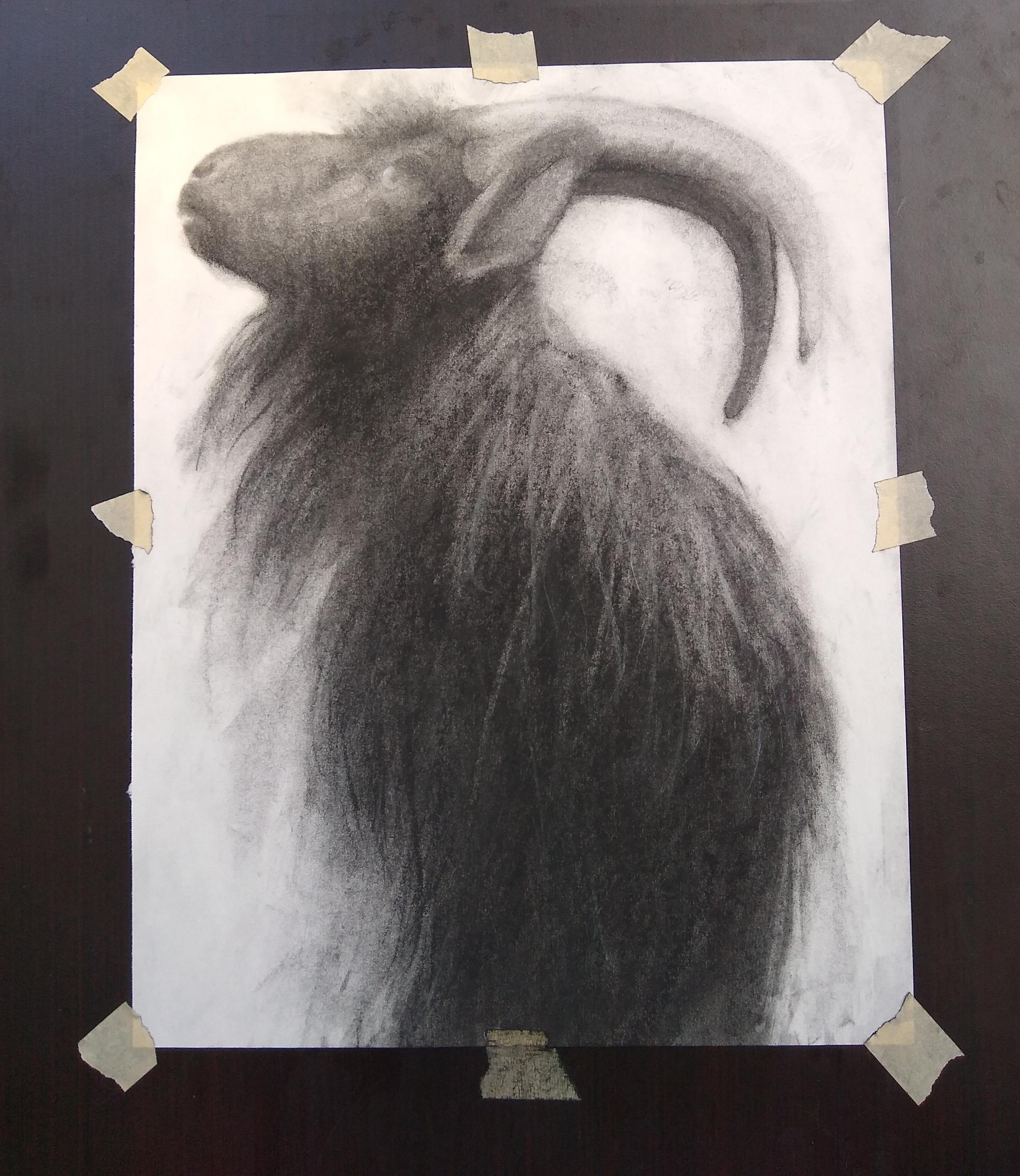 Charcoal sketch of a shaggy black goat with dramatic horns. He is looking up to the corner of the paper so his head is in profile. The sketch itself is smudgey on the flat areas and outline. The marks are choppy and messy for the goats fur which works, in my opinion, to make it look overgrown and tangled. The paper is taped to a piece of scrap laminated wood I use as a drawing board.