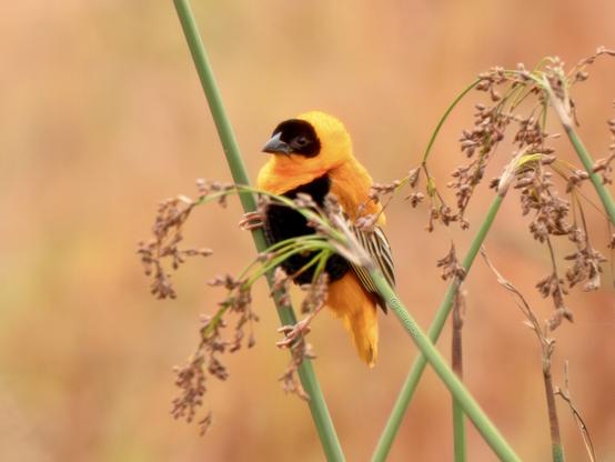 A vibrant orange bird clinging gracefully on reeds, showcasing its colorful plumage against a natural backdrop.