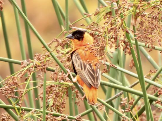 A vibrant orange bird clinging gracefully on reeds, showcasing its colorful plumage against a natural backdrop.