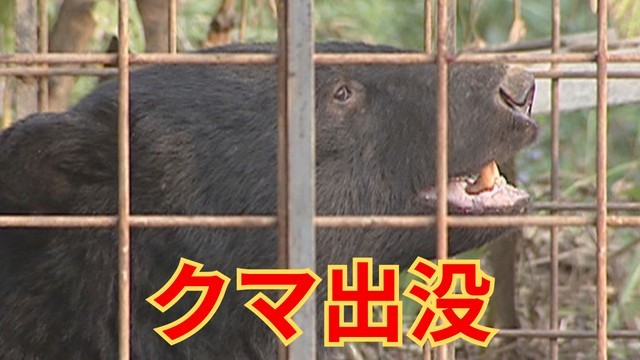 クマが相次ぎ出没か 富士河口湖町の富士ヶ嶺地区 体長1ｍ 警察や町が注意呼びかけ 山梨 山梨（YBS山梨放送） - Yahoo!ニュース - Yahoo!ニュース