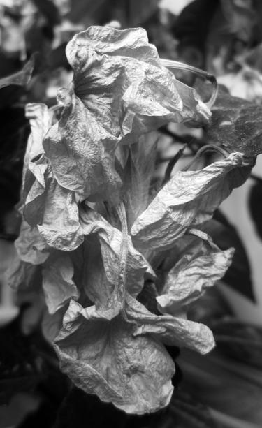 Fotografía macro en blanco y negro de una flor marchita
