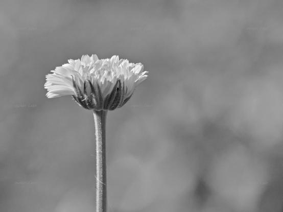 Flower, closeup, black and white, photo