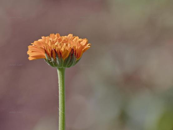 Flower, closeup, color, photo