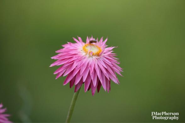 A single bright pink flower against a green background. The flower has many layers of spiky pink petals smoothed back to expose its yellow centre, where a bug sits, slightly out of focus. Watermarked with JMacPherson Photography.