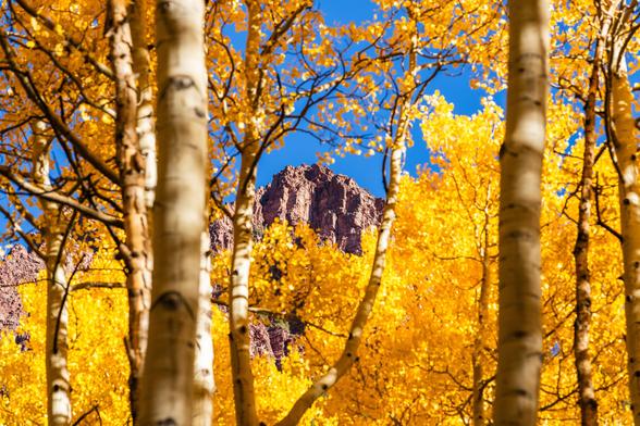 A mountain peak visible through an aspen grove