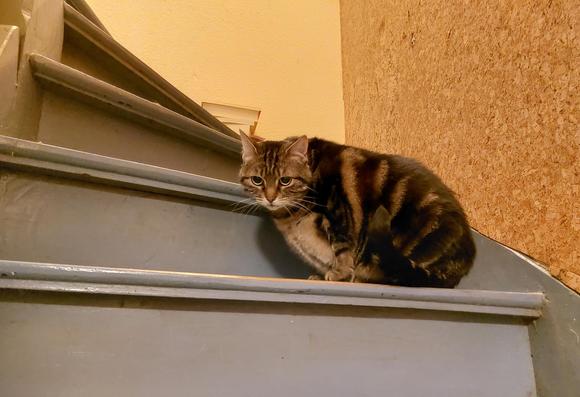 Fat Mousy