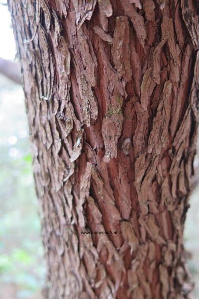 Photo of treespecies Arbutus unedo : Category is bastjong