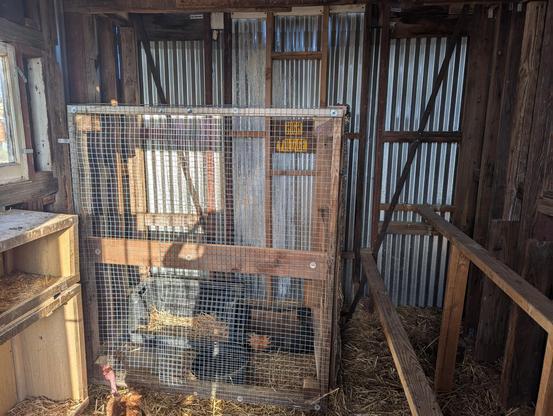 The picture is of the inside of a chicken coop which is quite tall (ten feet for you in the USA) with a dimensional lumber frame and silver corrugated metal walls. Inside the coop two roosting bars made of 2x4 lumber are visible on the right hand side, the coop is bedded with straw on the ground, one chicken sits in the frame in the lower left, and wall mounted nest boxes are visible to the left. The focus is on an inner "coop" which is made also of dimensional lumber and fencing with square spaces which encloses a corner and within which is a floor nest box, dust bath box, feeder, and waterer (the latter are barely visible through the frame)