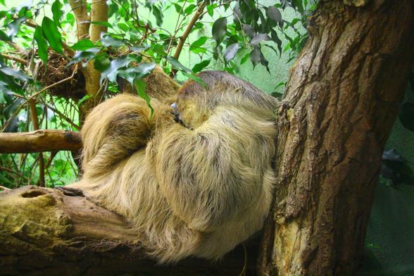Toe-toed sloth sitting in a branchfork