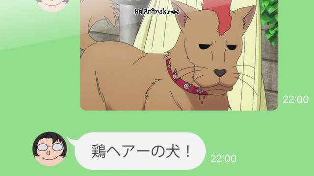 A picture sent via chat of a dog with a mohawk. The next message is "rooster haired dog"