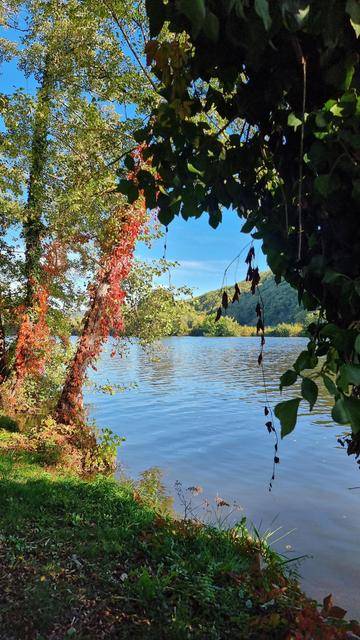 Le bord du Lot, on voit la rivière bleue encadrée d'arbres  sur la gauche de la vigne vierge a rougi, on devine la berge verte d'herbes et le ciel bleu sous les frondaisons