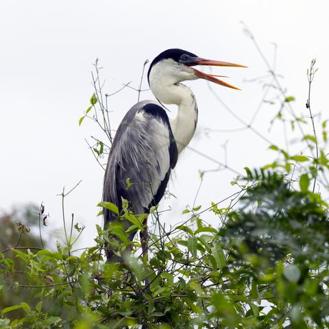 Ein Cocoireiher (Ardea cocoi) steht auf einem Gebüsch. Er hat den Schnabel geöffnet, so daß die Zunge zu sehen ist. Der Betrachter sieht ihn im Profil.
Cocoireiher erreichen eine Körpergröße von 97 bis 127 Zentimetern. Das Gefieder ist überwiegend grau, weiß und schwarz.
Die Kopfkappe ist schwarz und dehnt sich bis über die Augen auf. Am Hinterkopf befinden sich verlängerte Federn. Der Schnabel ist dunkel gelb, die Schnabelbasis ist schwärzlich. Im Brutkleid färbt sich der Schnabel zu einem leuchtenden Gelb. Die Schnabelbasis ist dann leicht rötlich. Die Iris ist gelb. Der Hals ist weiß, der Rücken und die Flügel sind grau. Bei stark aufgerichteter Haltung wird außerdem ein schwarzer Schulterfleck sichtbar. Der Unterschwanz sowie die Flanken sind weiß. Der Bauch ist schwarz. Die Beine sind rosafarben.