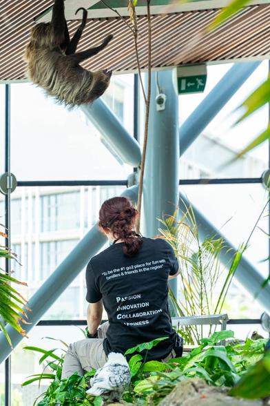 There is a two-toed sloth eating food. It only hangs on its legs from the celing. In the foreground is a zookeeper, seeting on a big stone. on the stone are also plants and a bird sitting there.