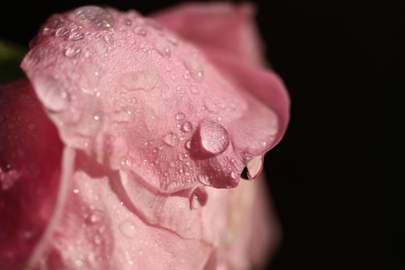 a macro photo of a pink rose covered in water droplets against a black background