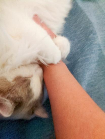 Mr Snowy Tanowy, a fluffy white cat with beige spots, refusing to let go of my hand. He's holding it tight to his chest with his fluffy white paws.