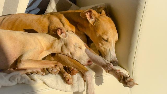 Two light-coloured dogs on a light sofa.