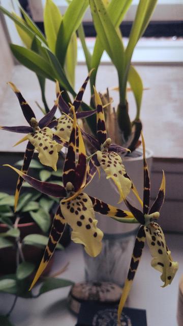 A Brassia orchid on what seems to be a window sill. The flowers are large but delicate with thin long petals. They are a warm yellow colour with dark purple-brown spots and stripes. The leavea are blurred our in the back. Soft morning light from a window is highlighting it from behind. There are some boxes surrounding it and some additional plants (Hoya) in the background.