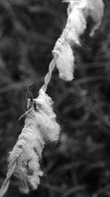 Strips of sheep's wool caught on barbed wire. (Version françæ) Bandes de laine de bédigue accrochæs à æn barbelé.