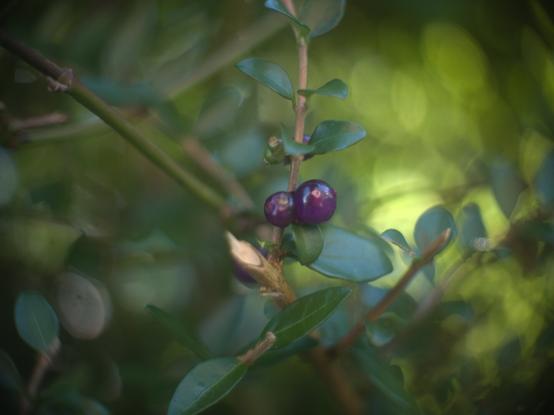 Colour photo of pink berrys