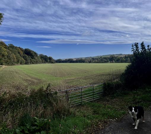 Early morning, regular view over the fields under a blue and white sky. The dug still sobers why I ever stop.
