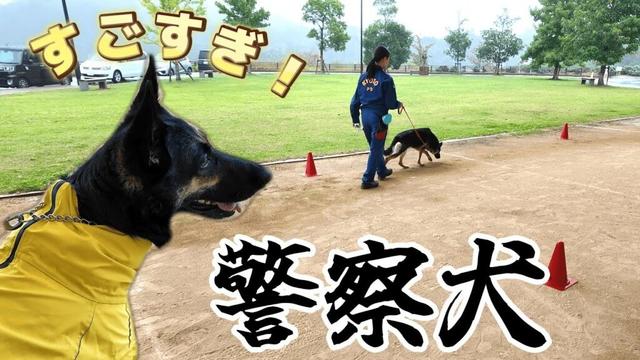 警察犬の模範演技を見に行ったら、愛犬と違いすぎましたw【ジャーマンシェパード】