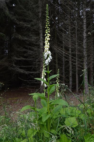 A photo of a purple foxglove with white flowers in front of a conifer forest.